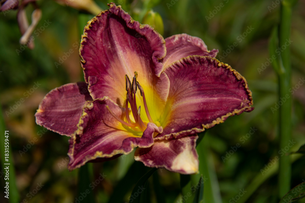 Naklejka premium Beautiful bright pink lily on a blurred green background