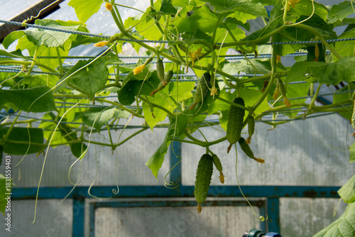 Green cucumbers growing in a greenhouse in the garden in summer