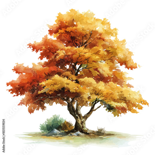 Stylized watercolor Maple Tree vector, modern artistic illustration with high-quality details on a pure white background.
