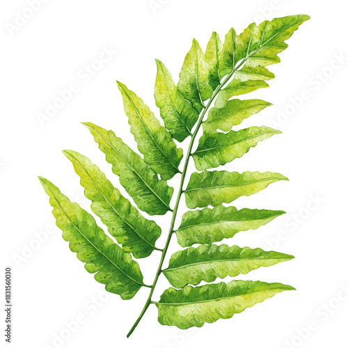 Kimberly Queen Fern watercolor drawing vector, premium quality illustration on a clean white background.