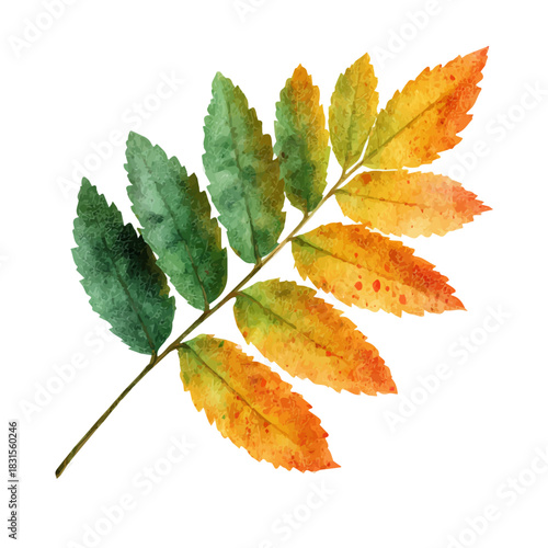 Stylized watercolor Sorbus Leaf vector, modern artistic illustration with high-quality details on a pure white background.