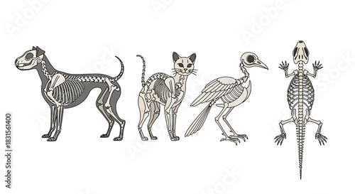 Vector artwork showing dog, cat, bird, lizard skeletal anatomy