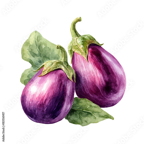 Stylized watercolor Eggplant vector, modern artistic illustration with high-quality details on a pure white background.