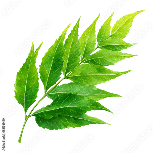Neem Leaf watercolor drawing vector, premium quality illustration on a clean white background.