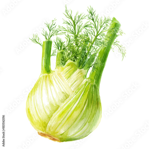 Stylized watercolor Fennel vector, modern artistic illustration with high-quality details on a pure white background.