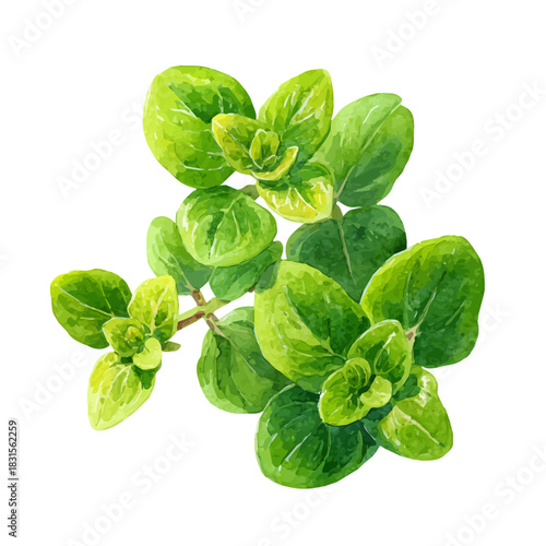 Marjoram watercolor drawing vector, premium quality illustration on a clean white background.