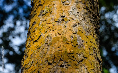 Close-up texture of tree bark covered with moss and lichen under natural light, viewed from a low angle against the blue sky.