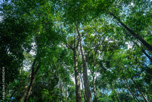 Looking up through tall green trees toward the sky in a tropical forest, sunlight filtering through the dense canopy.