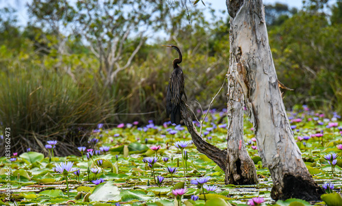 Wetland with purple water lilies and green leaves growing between tree trunks in tropical marshland.