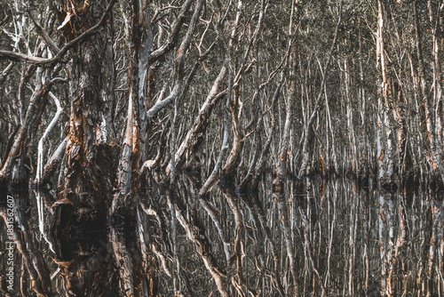 Dense paperbark forest with twisted trunks mirrored on dark wetland water.