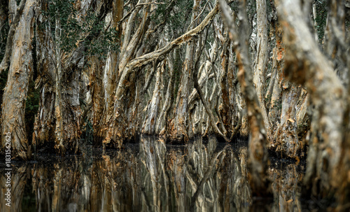 Dense paperbark forest with twisted trunks mirrored on dark wetland water.