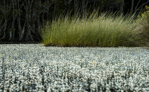 Dense hydrilla bloom covering the calm surface of a natural tropical pond.