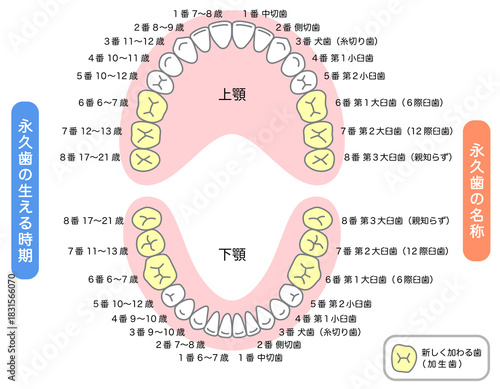 永久歯の名称と生える時期