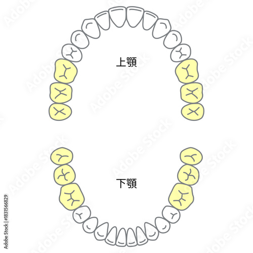 永久歯の名称と生える時期