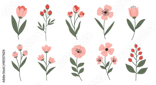 A beautiful collection of hand-drawn minimalist botanical illustrations featuring various pink flowers and red berries with green leaves.