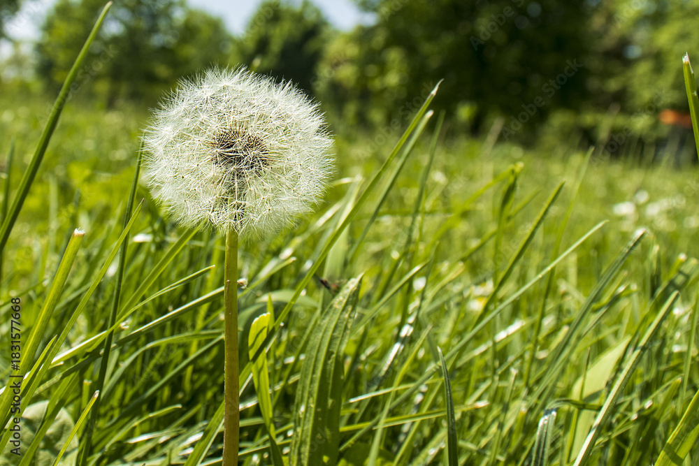 Fototapeta premium Dandelion (Taraxacum) in seed stage in spring/summer meadow. Symbol of wish, cycle of life, nature, freedom and lightness. Macro, Seed Head, Dandelion Clock, Nature, Airy, Wish