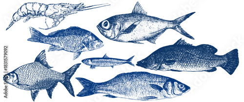 Fish drawing with pen lines