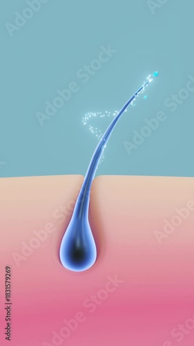 3D animation of a hair follicle absorbing essential oils, showing hydration, scalp nourishment, and healthy, shiny hair growth.
