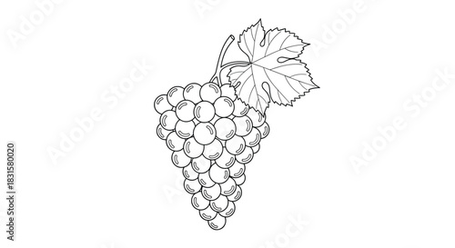 An illustrative black and white outline drawing of a classic bunch of grapes with a single vine leaf, ideal for coloring books or botanical designs.