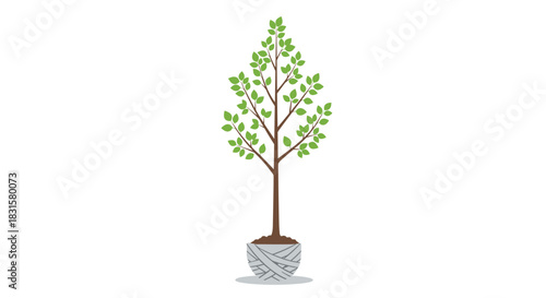 Isolated vector illustration of a young tree with vibrant green leaves and a carefully wrapped root ball, ready for transplantation.
