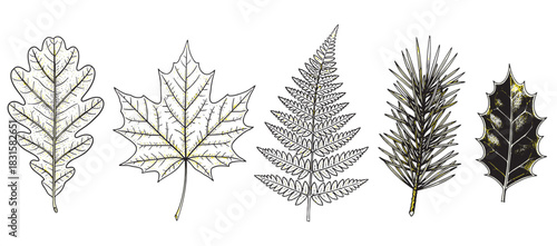 Set of hand-drawn botanical leaves and foliage including oak, maple, fern, pine, and holly, rendered in a detailed engraving style with elegant gold and black accents for a natural design
