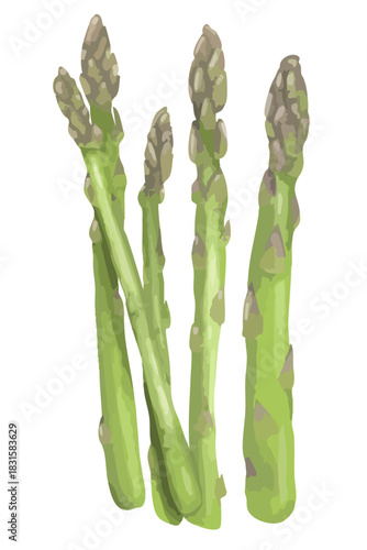 手描きアスパラガス
