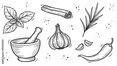 Hand drawn set of culinary spices and herbs including garlic, chili pepper, basil, rosemary, cinnamon, and a mortar with pestle in a vintage engraving sketch style illustration