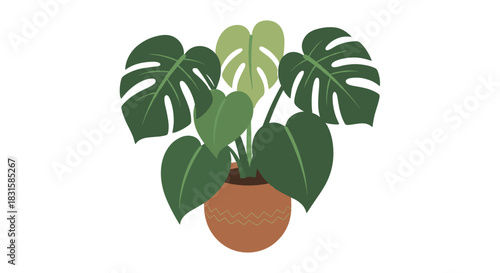 A beautiful Monstera Deliciosa houseplant with large green leaves in a terracotta pot with a decorative pattern, on a white background.