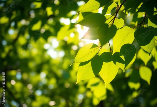 Soft-focus green leaves and sunlight, creating a dreamy bokeh effect,  bokeh,  green
