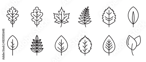 Collection of twelve different leaf icons drawn in a simple black outline style, featuring various botanical shapes like oak and maple for nature or ecology concepts