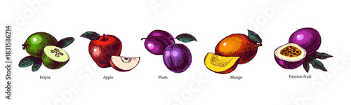 Sketch colorful fruit set. Whole with cut half. Superfood nutrition, packaging design, menu, farm market concept. Hand drawn engraving vector isolated illustration.