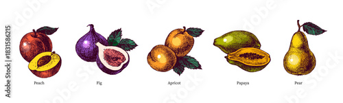 Sketch colorful fruit set. Whole with cut half. Superfood nutrition, packaging design, menu, farm market concept. Hand drawn engraving vector isolated illustration.