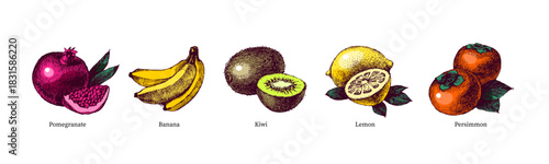 Sketch colorful fruit set. Whole with cut half. Superfood nutrition, packaging design, menu, farm market concept. Hand drawn engraving vector isolated illustration.