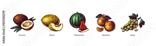 Sketch colorful fruit set. Whole with cut half. Superfood nutrition, packaging design, menu, farm market concept. Hand drawn engraving vector isolated illustration.