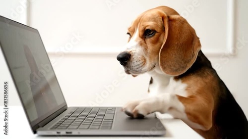 A dog, facing right, watches a laptop screen, paws resting on the trackpad. Bright background