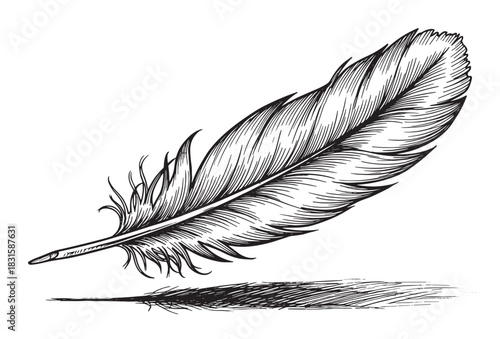 Single black and white bird feather sketch with a delicate reflection, illustrated in a detailed vintage engraving style with fine lines and hatching for a classic look