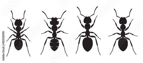 Four black ant silhouettes in a set show different insect species from a top-down view in a simple, graphic, and minimalist vector illustration style for entomology concepts