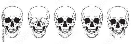 Five human skulls in a row drawn in a bold black and white line art style, a macabre anatomical illustration set for a spooky tattoo or gothic holiday design