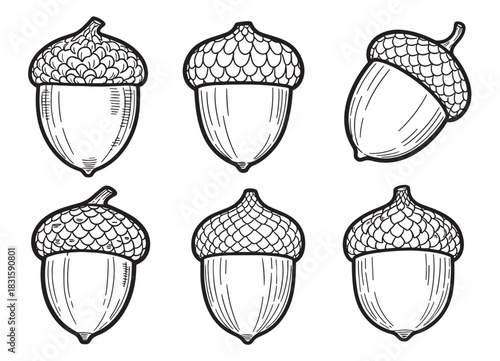 Six hand-drawn black and white acorns in a simple sketch style, showcasing a collection of oak tree nuts with detailed caps and hatching for a rustic, natural aesthetic