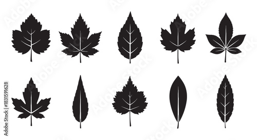 Collection of black leaf silhouettes from various trees, including maple and birch, presented as a graphic icon set with visible white veins in a minimalist vector art style