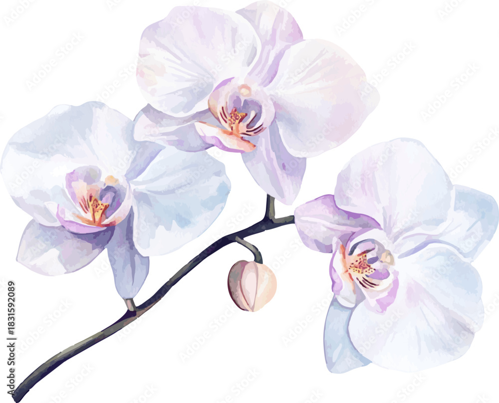 Obraz premium Watercolor Illustration of White Orchid Branch with Bud