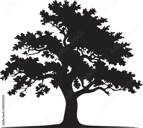 Silhouette of a large deciduous oak tree with spreading branches