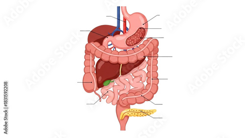 Human Digestive System Anatomy Illustration for Health Education and Medical Infographics