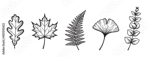 Set of five hand-drawn botanical leaves including oak, maple, fern, ginkgo, and eucalyptus in a black and white vintage engraving sketch style illustration