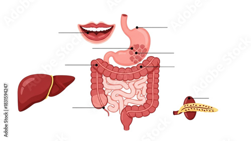 Digestive System Illustration Exploring Organs and Their Functions