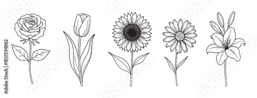 Collection of five hand drawn flowers including a rose, tulip, sunflower, daisy, and lily in a minimalist black and white line art style for botanical illustrations