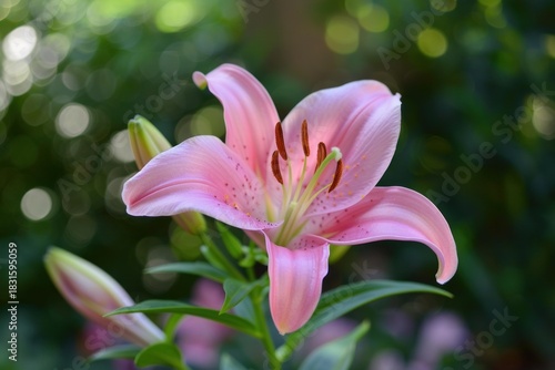Close up of a pink asiatic lily flower blooming, showcasing its vibrant color and delicate details