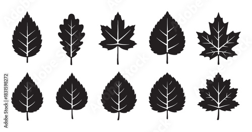 Collection of black leaf silhouettes in various shapes, including maple and oak, presented as a graphic icon set for nature, botanical, and seasonal design concepts
