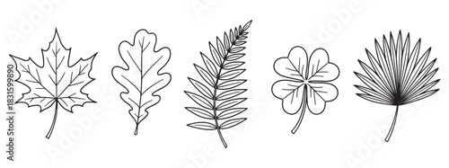 Set of five different hand-drawn leaves including maple, oak, fern, clover, and palm in a minimalist black and white outline style for botanical and nature-themed designs