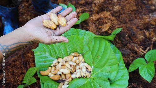 Traditional food of Mentawai people worms from the rotten wood in the jungle Siberut island West Sumatra Indonesia